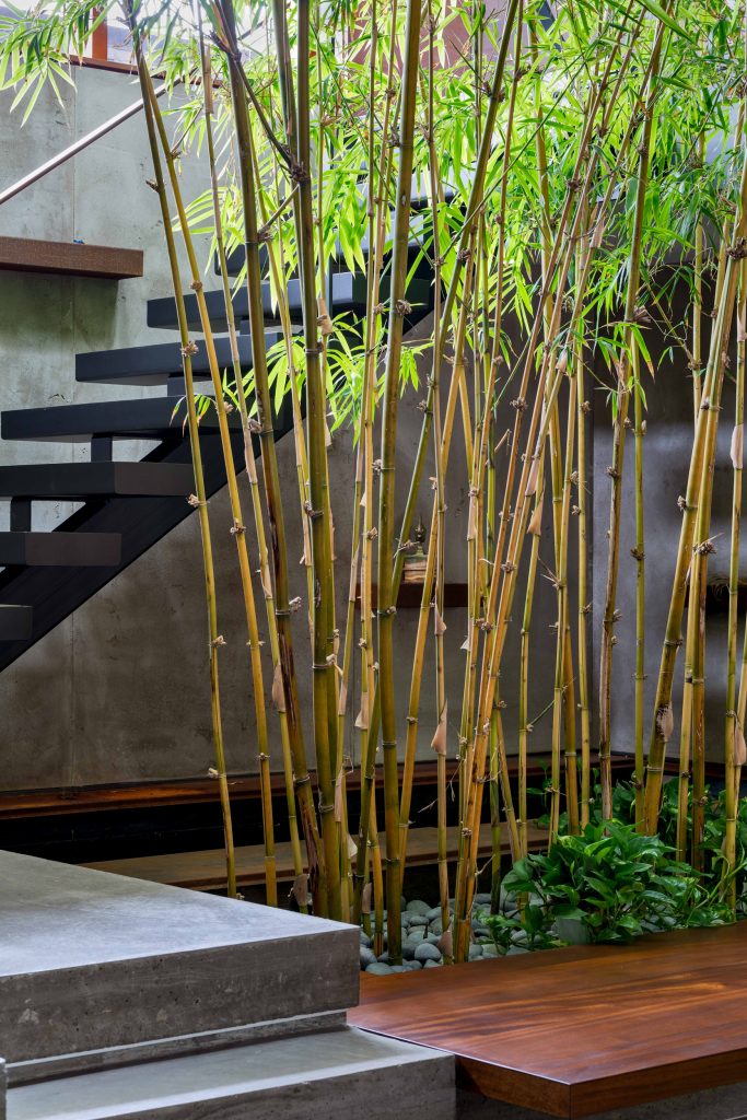 Indoor Bamboo Garden Custom Home Toronto Trevor McIvor Architect Inc.