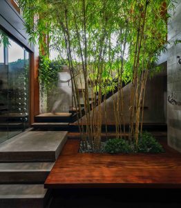 Bamboo garden at staircase of modern custom built home in Toronto