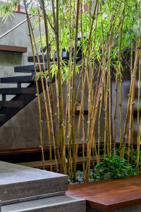 Indoor Bamboo Garden Custom Home Toronto